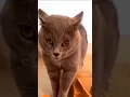 Download Lagu DJ Kucing 😹 #kucing #kucinglucu #djkucing #kucingoyen #meong #funnycats