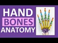 Hand Bones Wrist Bones Phalanges Carpals Metacarpals Anatomy and Physiology