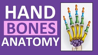 Hand Bones Wrist Bones Phalanges Carpals Metacarpals Anatomy and Physiology