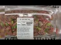Kirkland tuna bowls sold at Costco recalled due to listeria risk