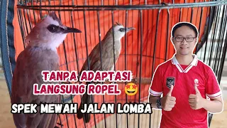 unboxing trucukan competition price 350k very luxurious specs windfall 