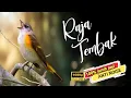 Dahsyat !! MASTERAN RAJA TEMBAK FULL BREN SUPER RAPAT || Untuk semua burung fighter‼️