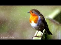 Birds Chirping and Singing in Rain, Relaxation, Meditation, Nature Sounds