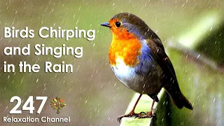 Birds Chirping And Singing In Rain Relaxation Meditation Nature Sounds 