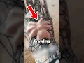 This Spider Will Crawl Under Skin