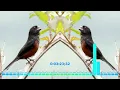 BullFinch Singing
