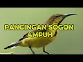 Download Lagu Pancingan bunyi sogon bahan