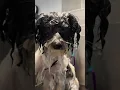Millie - Pomapoo Groom