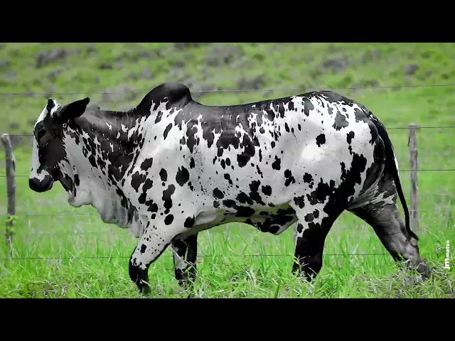 Matriz Nelore FBRA - 168