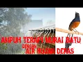Download Lagu terapi murai batu dengan suara air hujan