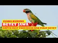 Download Lagu Suara betet jawa untuk pancingan dan pikat betet