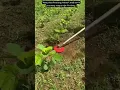 Download Lagu Mata pisau Penyiang Gulma Untuk mesin pemotong rumput tipe Gendong.