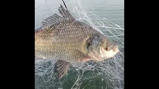 Katala Fish Fishing Katala Shorts 