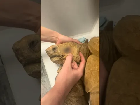 Ike gets surgery 😳🐢