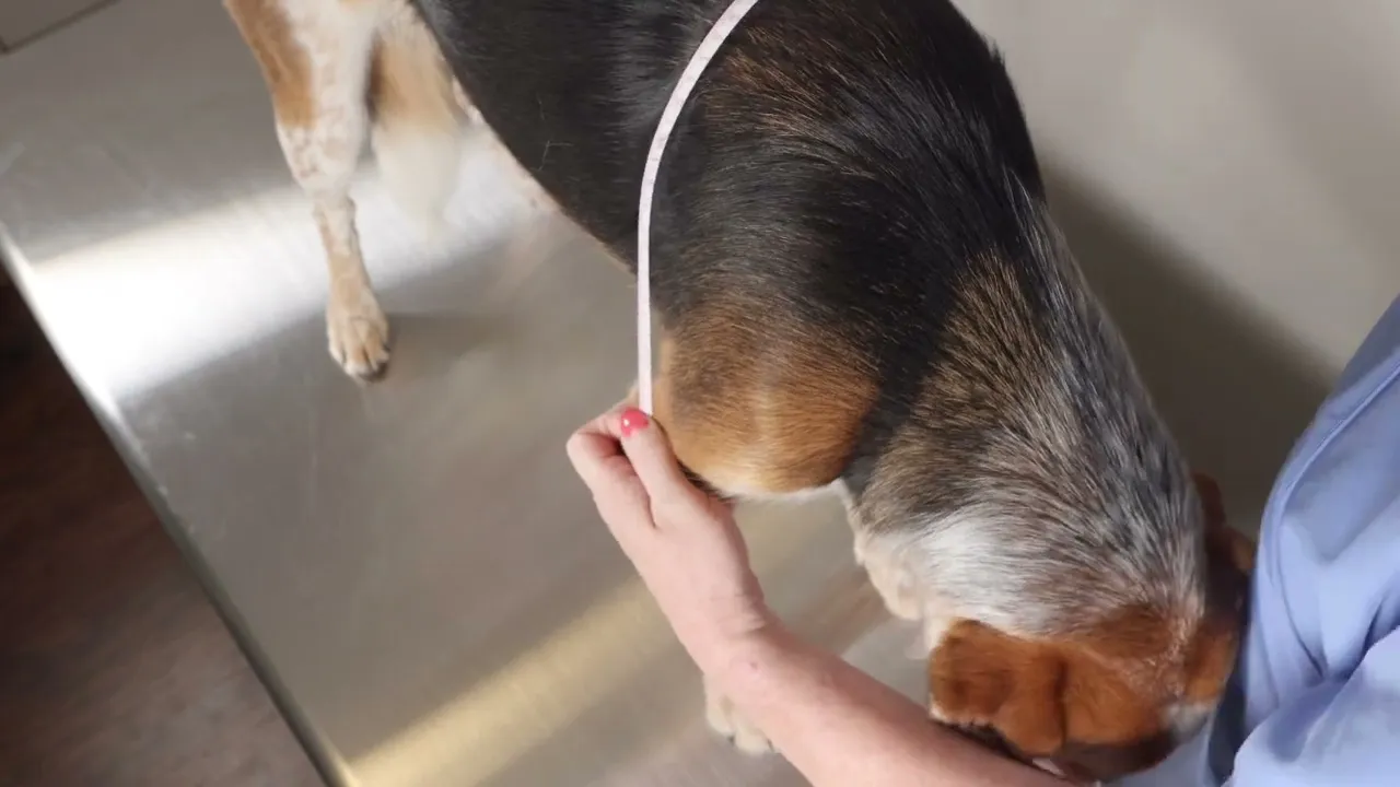 Training on how to measure for a Shoulder Stabilization System to support MSI in dogs