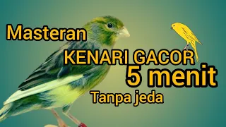 Download KENARI GACOR || 5 MENIT GACOR DOR KENARI MASTERAN TAnpa jeda MP3