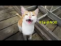 Download Lagu Saat Anda Memiliki Kucing yang Sangat Banyak Bicara 😂 Video Kucing Lucu 2025