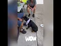 Spike Goes to Class