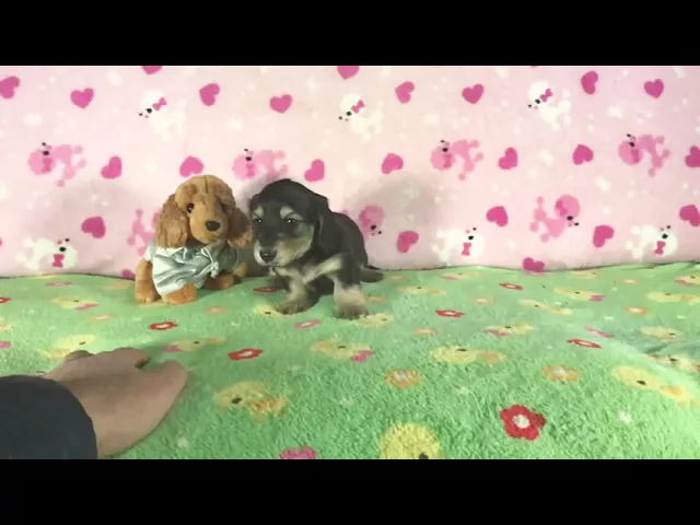動画