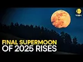 Lagu Cold Moon 2025: Last Supermoon Of The Year Rises This Week | WION Original