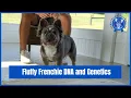 Fluffy Frenchie DNA and Genetics