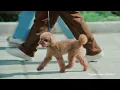 【公式】ブルボン アルフォート 「あの人もアルフォー党」篇　CP