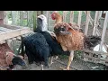 Download Lagu BANYAK YANG GAK PERCAYA INI USIA 3 BULAN AYAM SENGKUNI MEMANG JOSS