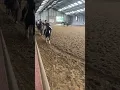 Download Lagu #tinker Smartie Ging #bokken #equestrian #pony #horse #paardrijles #manege #paardrijden #horse