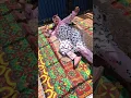 Download Lagu BANGUN TIDUR KU TERUS LARI 🏃‍♀️| TIKTOK NURRAYNI25