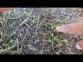 How to cut alfalfa for faster recovery