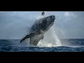 Whales of Compassion  - Jonathan Goldman