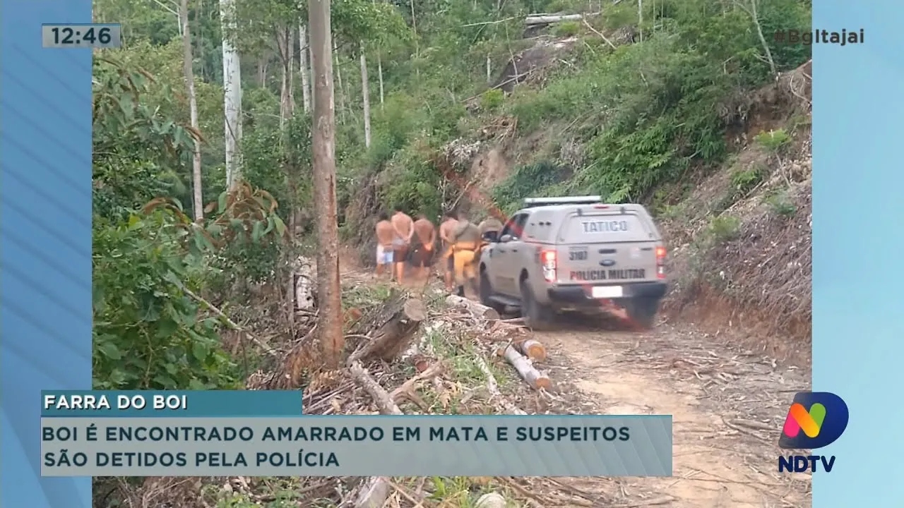 Quatro homens foram detidos em Itapema pela prática da farra do boi, e mulher passa mal e morre