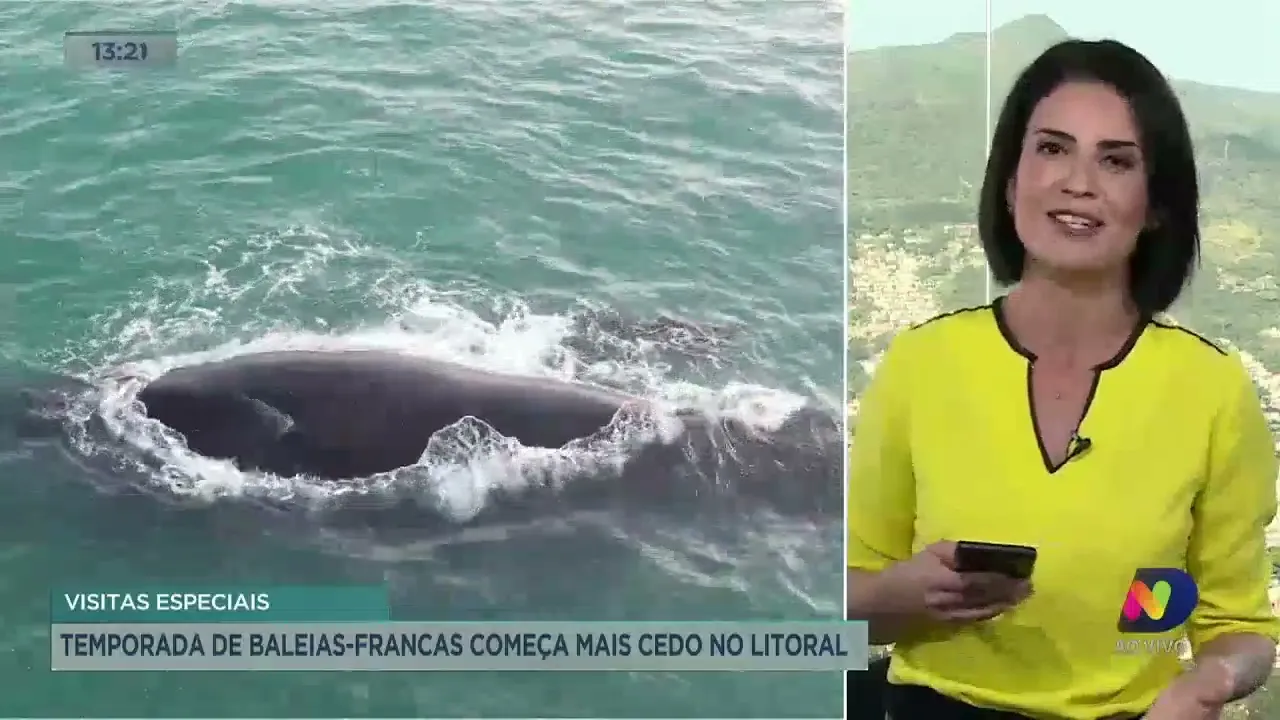 Temporada de Baleias-Francas começa mais cedo no Litoral