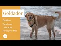 Goldador - Golden Retriever Labrador Retriever Mix