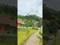 Download Lagu PIKABETAHEUN 🤩🏡Suasana Kampung Tengah Sawah