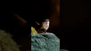 تغريد طائر الصعو اوراسي أداء جميل 