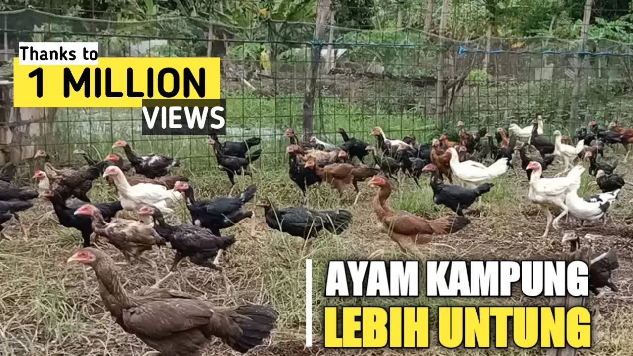 Ternak Ayam Kampung Pengahasilan Bisa MENCAPAI 8jt per bulan