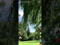 Download Lagu Relaxing mood underneath the Weeping Willow Tree  #willowtree  #weepingwillow #weepingwillowtree