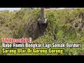 Download Lagu Tak Tersentuh‼️Babe Romli Bongkar Lagi Semak Berduri Sarang Ular Di Gorong Gorong