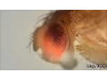 Download Lagu Fruit fly and its life-cycle under the microscope