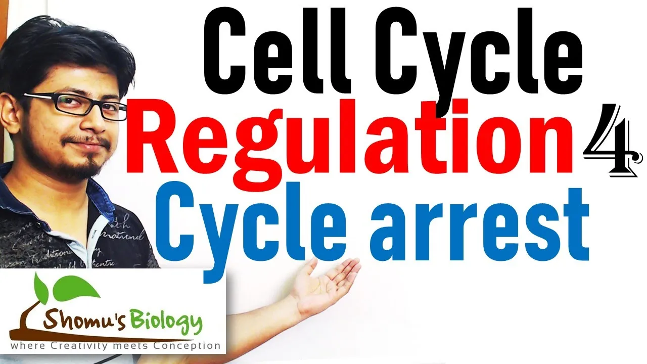 Cell cycle arrest | Cell cycle regulation lecture 4