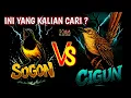 Download Lagu Yang dicari para sogon mania 🔥 Masteran sogon materi isian mewah full tembakan