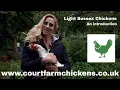 Light Sussex Chicken - Introduction to the breed