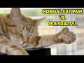 What Are Polydactyl Cats