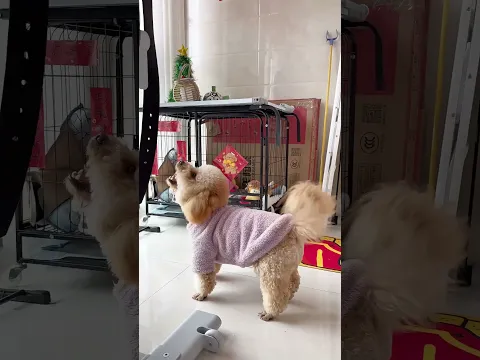 Let's play ball together!#fyp #foryou #shorts #fypシ #pets #lifestyle #dog #puppy #funny #family
