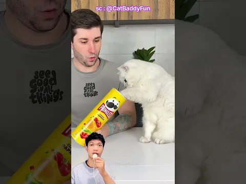 Ketika Papa gak bisa ambil keripik, Miaw Malah bisa🥰😱⁉️ CatBaddyFun