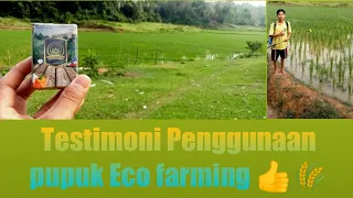 Download Hasil Padi Menggunakan Pupuk Eco Farming 👍🌾Lahan Subur Petani Makmur👩‍🌾 MP3