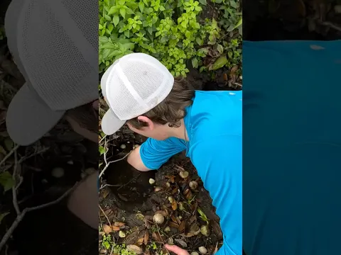 What’s Living in These Mud Holes? #fish #fishing #animals