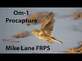 Procapture with the OM-1
