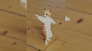 قطة ترقص على اغنية الحلوة جوجو جوجو 